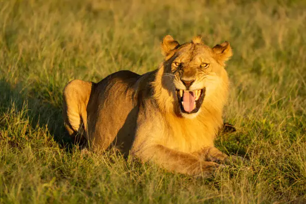 Male lion on grass shows Flehmen response