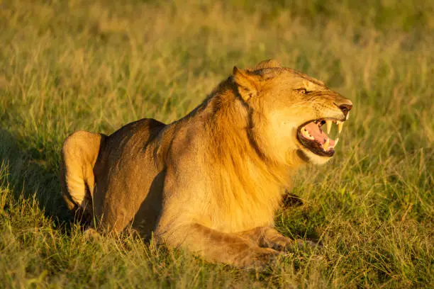 Male lion showing Flehmen response in grass