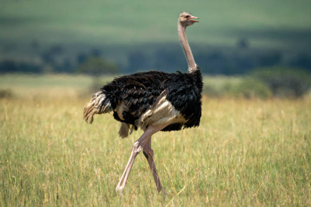 istock Male common ostrich walks on bleached grass 1253644874