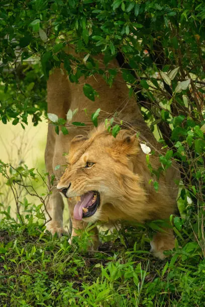 Male lion shows Flehmen response under bush