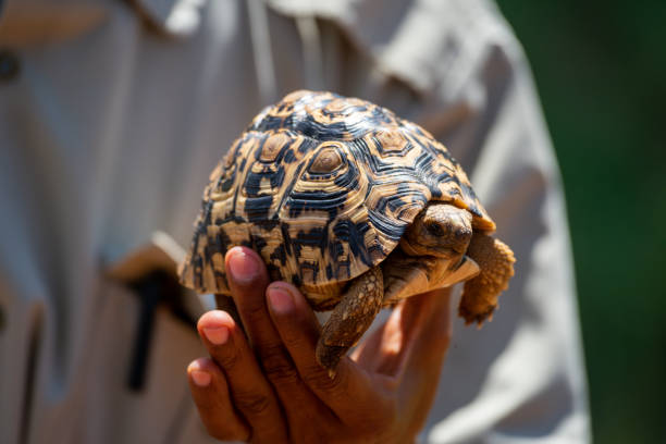 istock Man holds leopard tortoise up in sun 1253644966