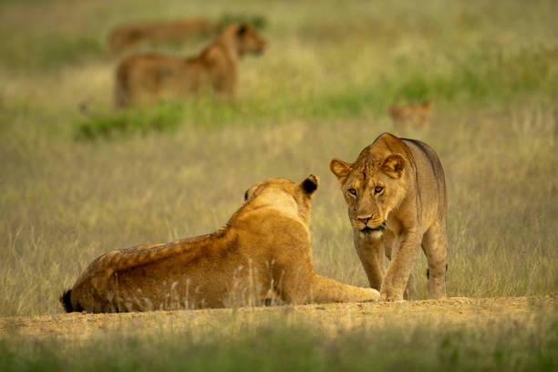 istock Lioness walks over to another lying down 1253644968