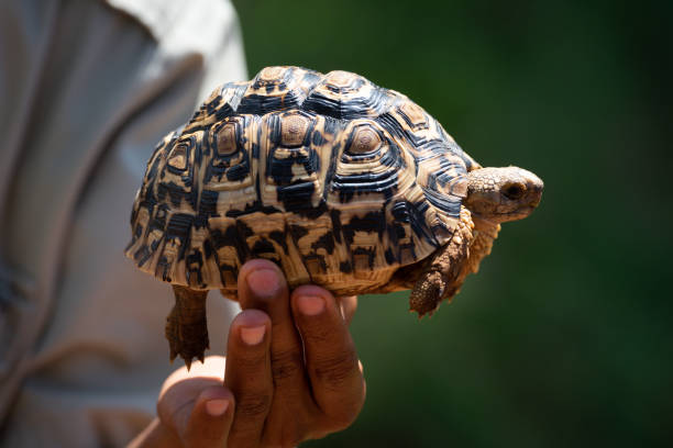 istock Man holds up leopard tortoise in sun 1253644972