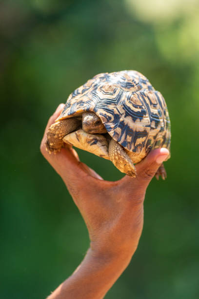 istock Man holds up leopard tortoise in sunshine 1253644978
