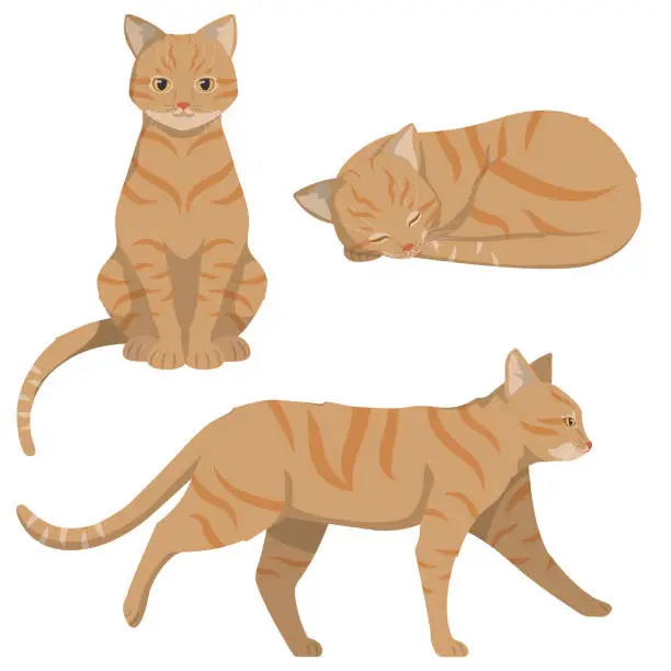 Vector illustration of Red-headed cat in different poses.
