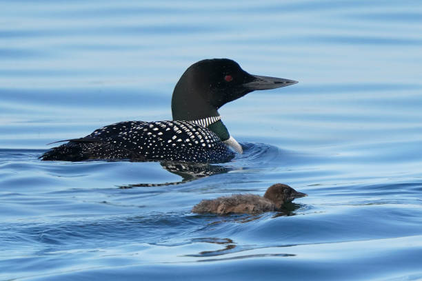 istock Loons swimming on lake in summer 1253648313