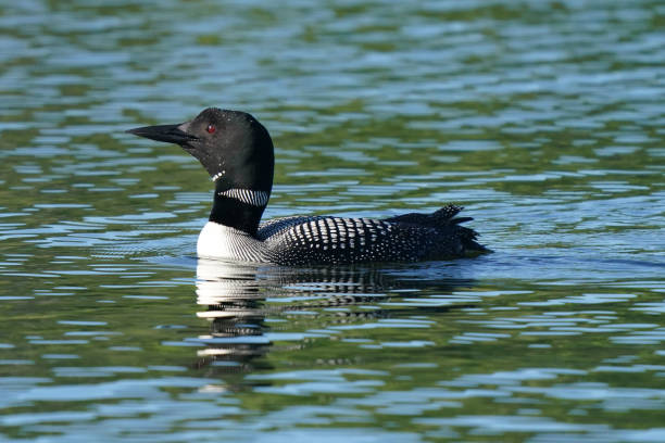 istock Loons swimming on lake in summer 1253648315