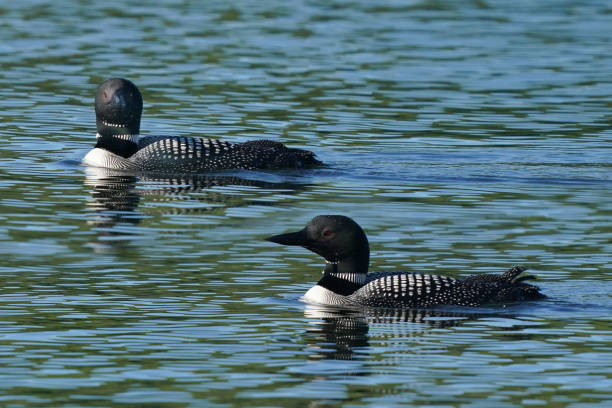 istock Loons swimming on lake in summer 1253648317