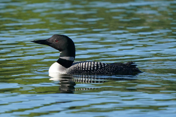 istock Loons swimming on lake in summer 1253648333
