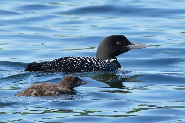 istock Loons swimming on lake in summer 1253648352