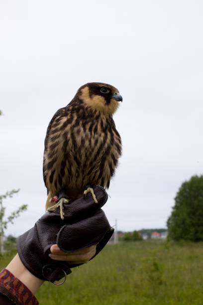 subbuteous falcon - eyas imagens e fotografias de stock