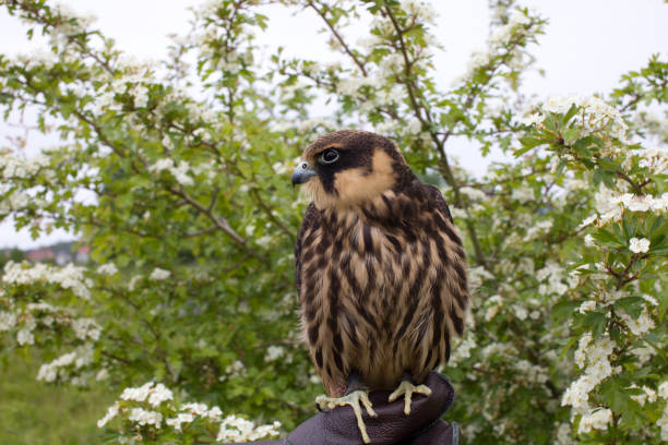 subbuteous falcon - eyas imagens e fotografias de stock