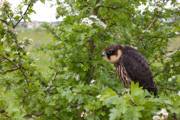 eurasian hobby - eyas imagens e fotografias de stock