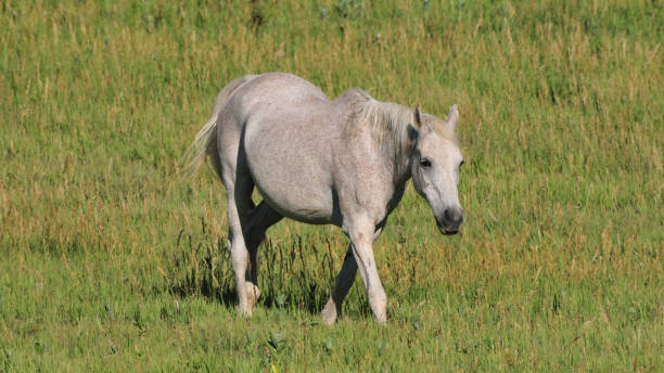 istock Horses in Colorado 1253649091