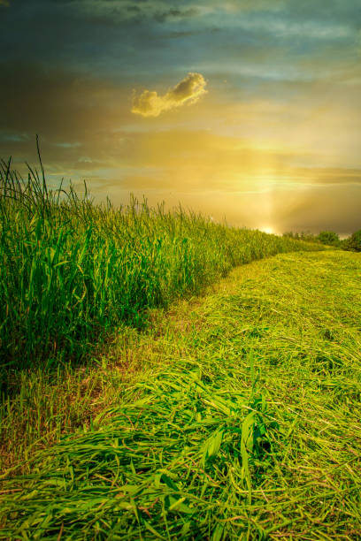 istock Field of grass silage just being cut under a dramatic setting Summer sun 1253649601
