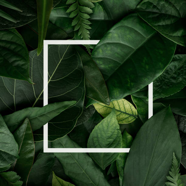 istock tropical leaves, abstract green leaves texture, nature background 1253649603