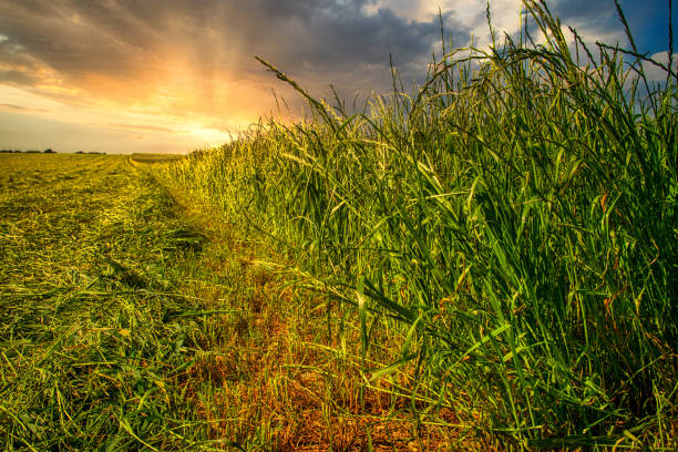 istock Field of grass silage just being cut under a dramatic setting Summer sun 1253649624