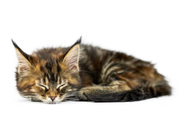 istock Tortoiseshell sleeping Maine coon kitten, isolated 1253649918