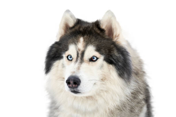 istock Husky sled dog face, isolated 1253649954