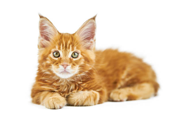Red maine coon kitten, isolated Red maine coon kitten, isolated. Cute maine-coon cat on white background. Little funny purebred cat with red color. Studio shoot, cut out for design or advertising. short haired maine coon stock pictures, royalty-free photos & images