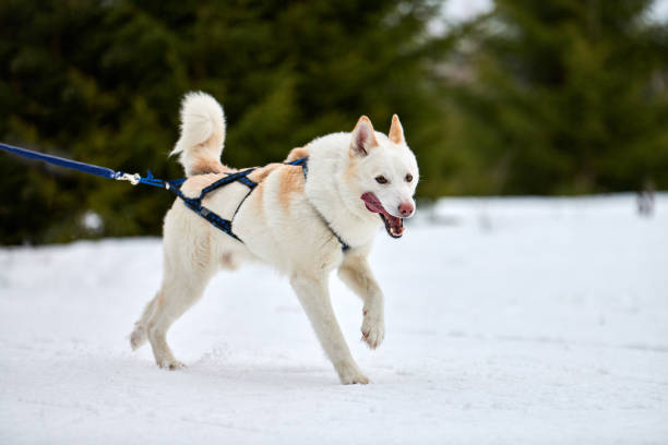 Running Husky dog on sled dog racing. Winter dog sport sled team competition. Siberian husky dog in harness pull skier or sled with musher. Active running on snowy cross country track road