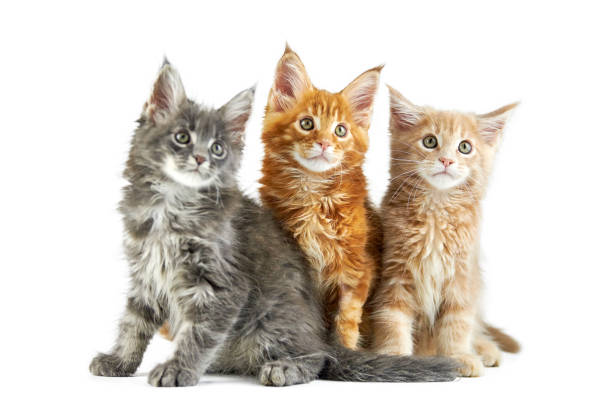 Three maine coon kittens Three maine coon kittens, isolated. Cute maine-coon cats on white background. Little funny purebred cats with red, beige cream and gray color. Studio shoot, cut out for design or advertising. short haired maine coon stock pictures, royalty-free photos & images