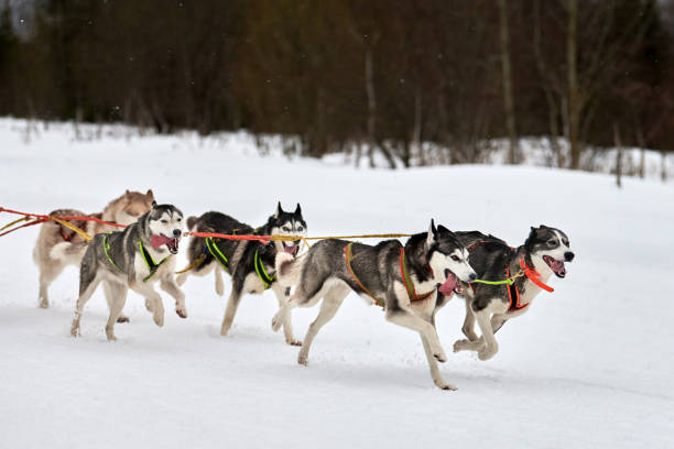 istock Running Husky dog on sled dog racing 1253651058
