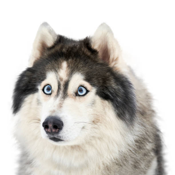 istock Funny husky face with big surprised eyes, isolated 1253651129