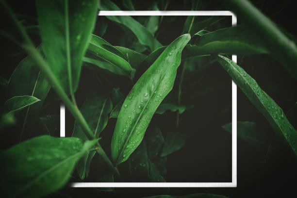 istock Close up rain drops on tropical nature green leaf with white frame abstract background. 1253651741