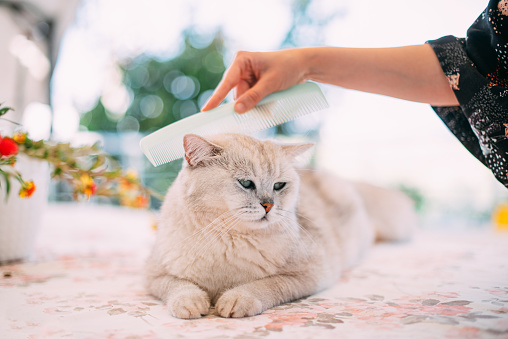 Woman Brushing Her Cat’s Fur