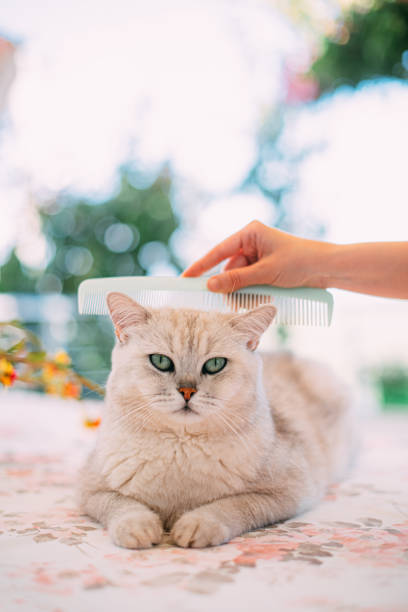 The white cat fur on the white background.