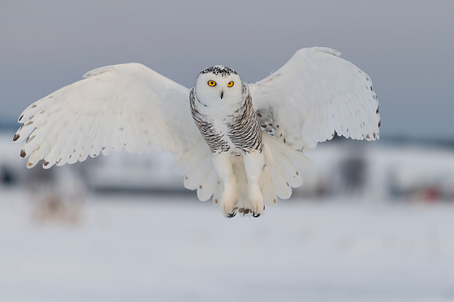 Snowy owl, bubo scandiacus, flying on a clear day. White spread wings like an angel. Quebec's official bird. Vulnerable specie.