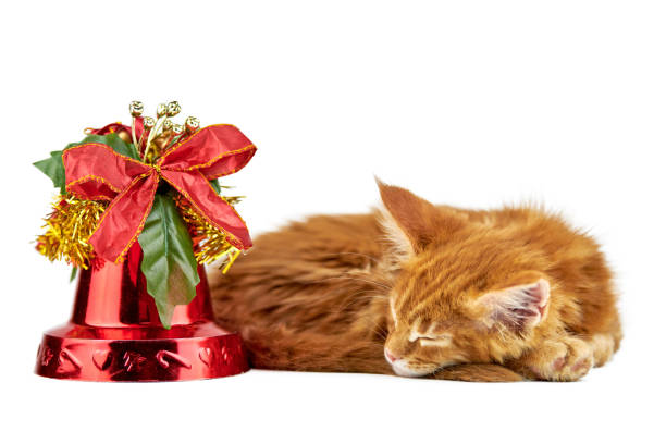 Red sleeping maine coon kitten, isolated Red sleeping maine coon kitten, isolated. Cute tired maine-coon cat with christmas bell. Little funny purebred cat with red color. Studio shoot, cut out for design or advertising. short haired maine coon stock pictures, royalty-free photos & images