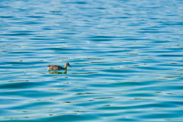 Duck swimming in city lake, copy space. Mallard duck on water. Birdwatching and ornithology