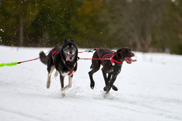 istock Running Husky and Pointer dog on sled dog racing 1253653537