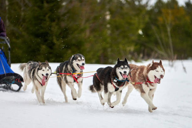 istock Running Husky dog on sled dog racing 1253653673