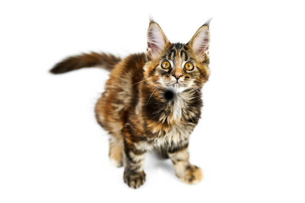 istock Tortoiseshell Maine coon kitten, isolated 1253653724
