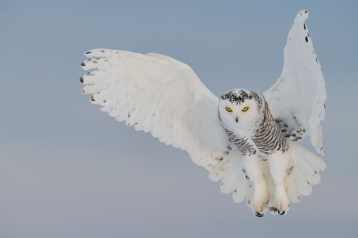 A Short-eared Owl (Asio flammeus) in flight at Aberdeen, Scotland.