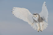 Snowy owl hovering, bird in flight