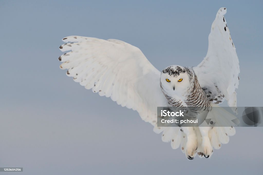 Snowy owl hovering, bird in flight Snowy owl, bubo scandiacus, flying on a clear day. White spread wings like an angel. Quebec's official bird. Vulnerable specie. Owl Stock Photo
