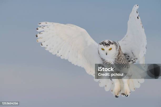 Snowy Owl Hovering Bird In Flight Stock Photo - Download Image Now - Owl, Snowy Owl, Bird