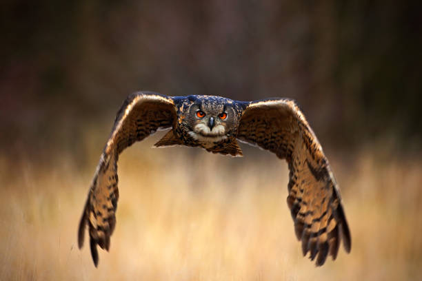 istock Eurasian Eagle Owl, Bubo bubo, flying bird with open wings in grass meadow, forest in the background, animal in the nature habitat, Sweden 1253654862
