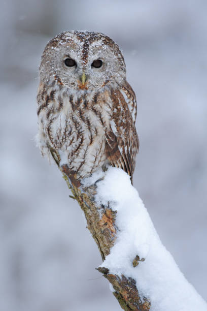 istock Tawny Owl snow covered in snowfall during winter 1253654932