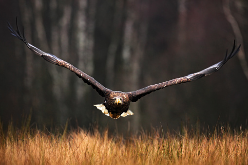 Face flight (Haliaeetus albicilla) White-tailed Eagle, birds of prey with forest in background