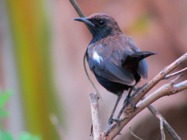 istock Indian robin bird stock photo 1253655177