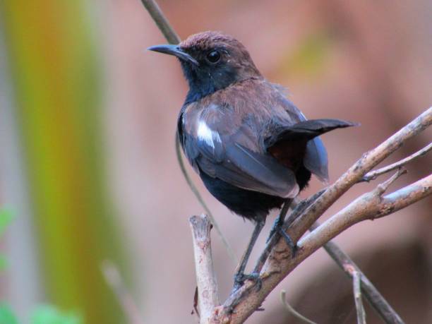 istock Indian robin bird stock photo 1253655383