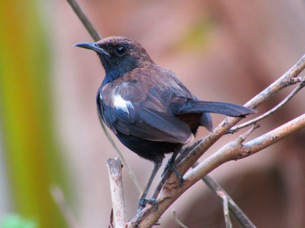 istock Indian robin bird stock photo 1253655390