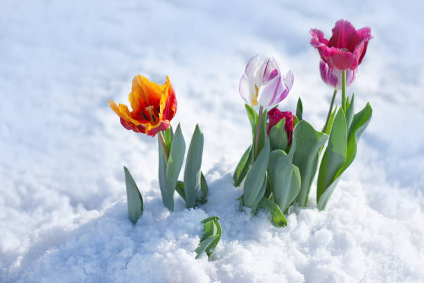 istock Mixed color tulips on a bright sunny day on the snow 1253655477