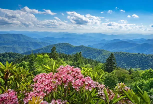 Beautiful flowers blooming in the mountains. Green hills,meadows and sky in the background. Summer mountain landscape. Near Asheville ,Blue Ridge Mountains, North Carolina, USA.