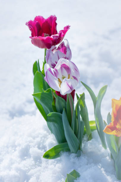 istock Mixed color tulips on a bright sunny day on the snow 1253655653